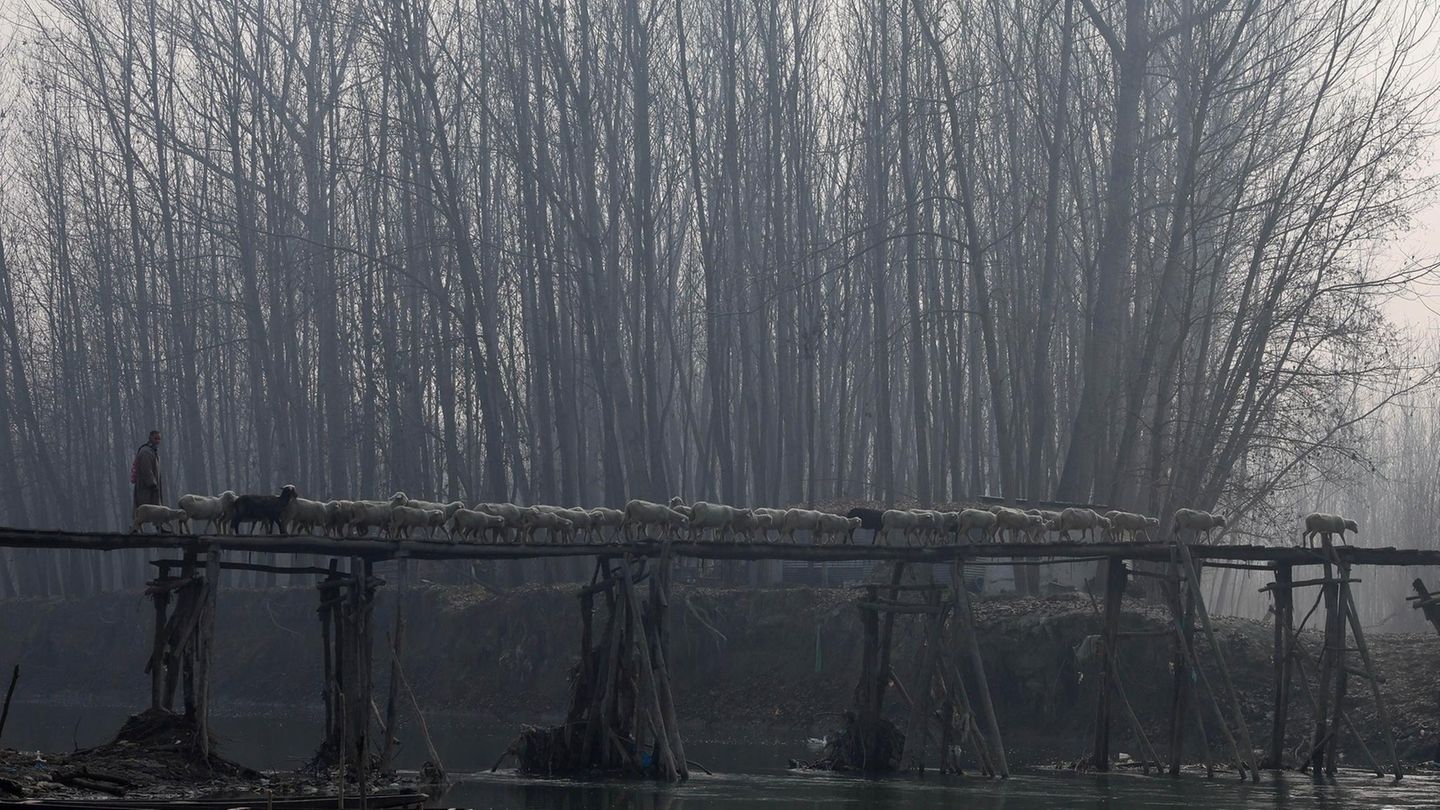 Distrikt Ganderbal, Indien. Ein Hirte treibt eine Schafherde über eine Holzbrücke in einem Dorf in Zentral-Kashmir, etwa 20 Kilometer entfernt von Srinagar, der Sommerhauptstadt des indischen Kaschmir