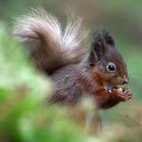 Dundee, Schottland. Ein rotes Eichhörnchen wurde beim Fressen einer Nuss beobachtet. Berichten zufolge nehmen die Bestände der Eichhörnchenart zu. Jüngste Meldungen deuten darauf hin, dass sich das Verbreitungsgebiet der Eichhörnchen in den schottischen Highlands nach einem zehnjährigen Wiederansiedlungsprojekt um mehr als 25 Prozent vergrößert hat