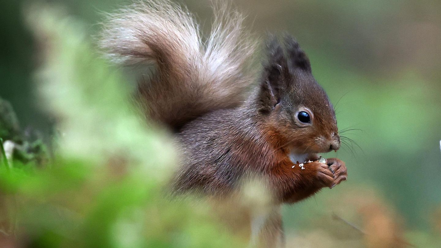 Dundee, Schottland. Ein rotes Eichhörnchen wurde beim Fressen einer Nuss beobachtet. Berichten zufolge nehmen die Bestände der Eichhörnchenart zu. Jüngste Meldungen deuten darauf hin, dass sich das Verbreitungsgebiet der Eichhörnchen in den schottischen Highlands nach einem zehnjährigen Wiederansiedlungsprojekt um mehr als 25 Prozent vergrößert hat