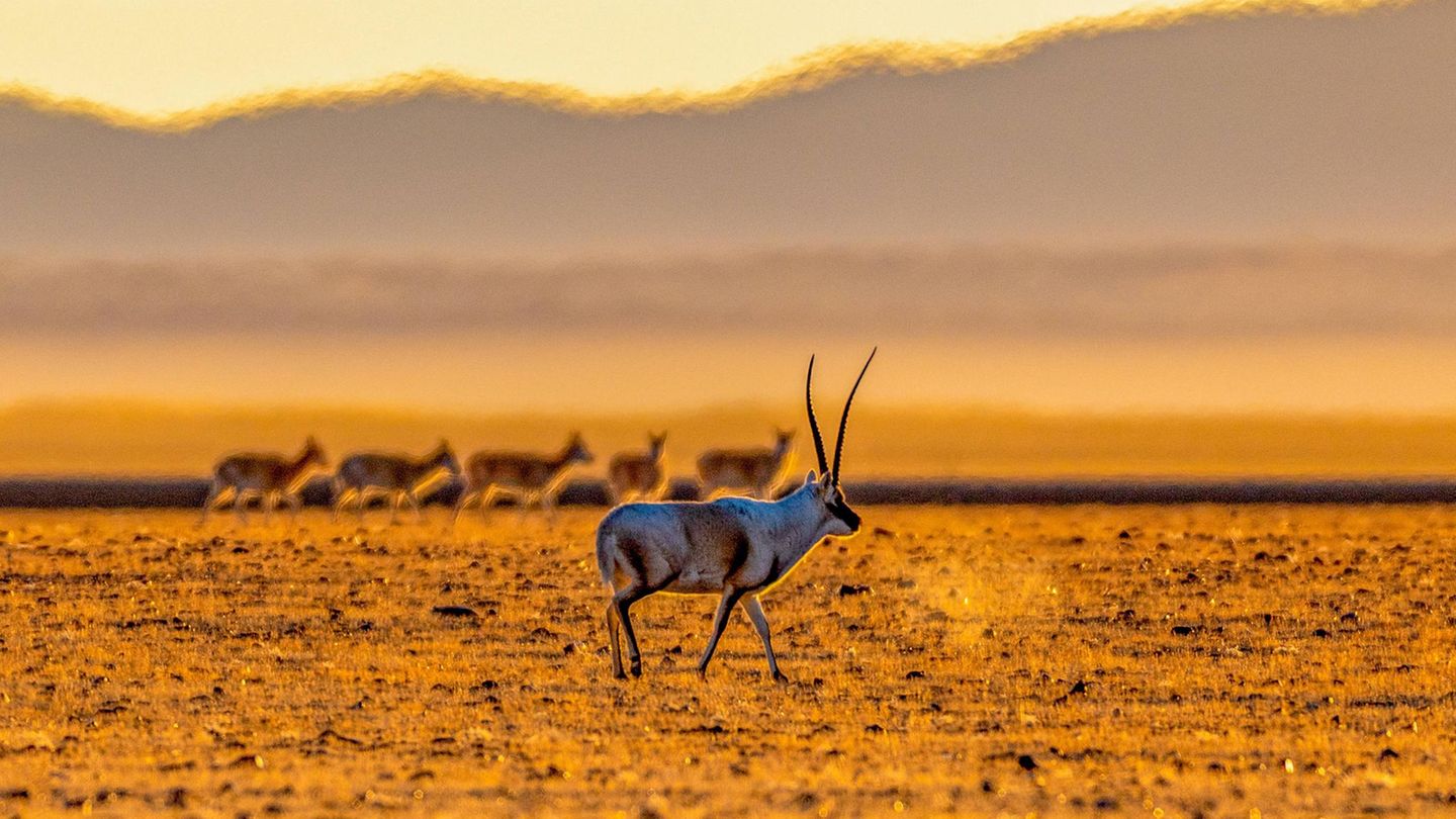 12. Dezember: Fest der Liebe