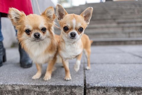 Belgien: Mann mit Chihuahuas eingesperrt