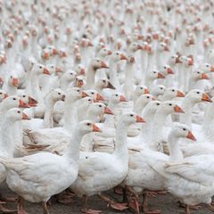Wegen Vogelgrippe-Verdachts werden 6.500 Gänse in Mutzschen getötet. (Illustration) Foto: Matthias Bein/dpa
