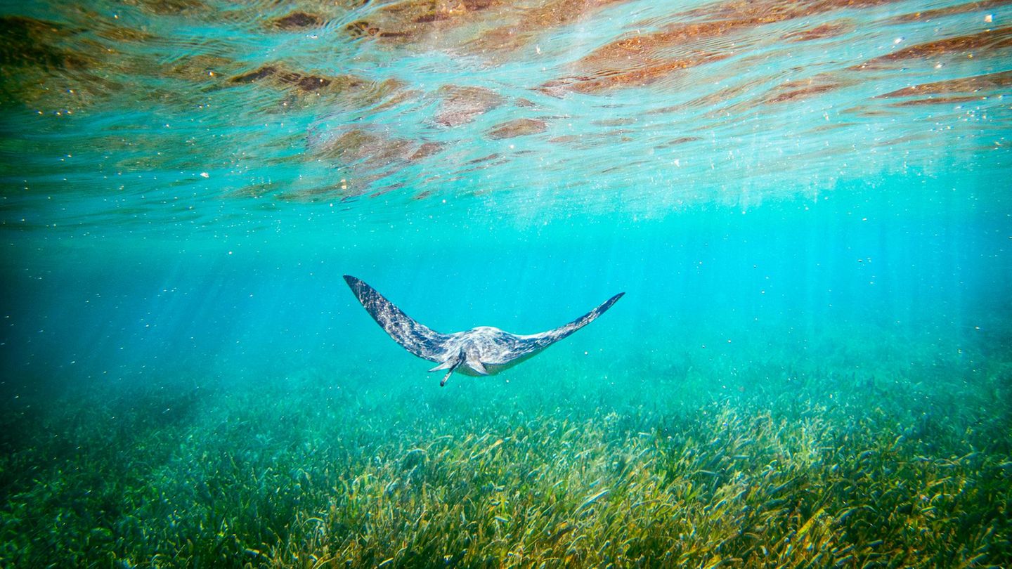Tobacco Caye, Belize