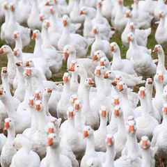 Wegen eines Vogelgrippe-Verdachts werden 6.500 Gänse getötet. (Archivbild) Foto: Robert Michael/dpa