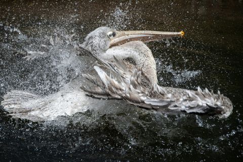 Pelikan in einem Zoo in Frankreich