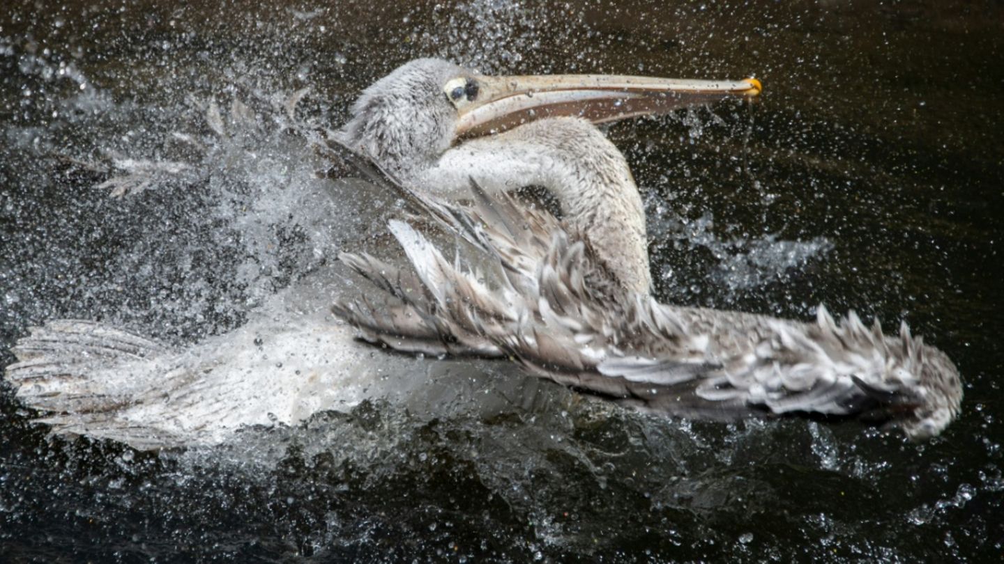 Pelikan in einem Zoo in Frankreich