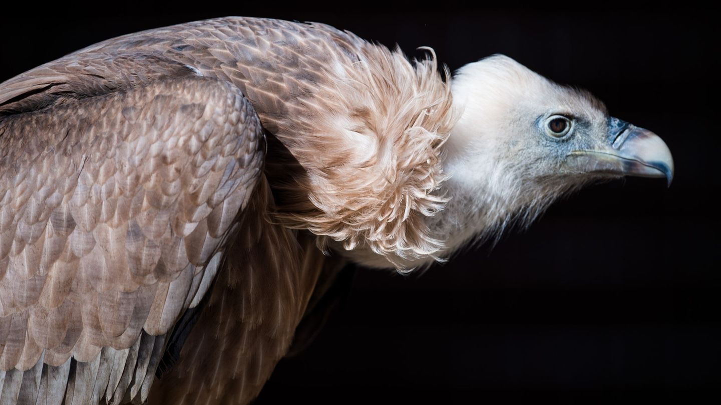 Die Gänsegeier aus Dresden erblickten in diesem und im vergangenen Jahr das Licht der Welt. (Symbolbild) Foto: picture alliance