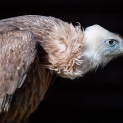 Die Gänsegeier aus Dresden erblickten in diesem und im vergangenen Jahr das Licht der Welt. (Symbolbild) Foto: picture alliance