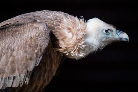 Die Gänsegeier aus Dresden erblickten in diesem und im vergangenen Jahr das Licht der Welt. (Symbolbild) Foto: picture alliance
