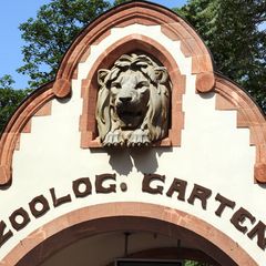 Im Zoo Leipzig sind alle Krauskopfpelikane getötet worden. (Symbolbild) Foto: Waltraud Grubitzsch/dpa