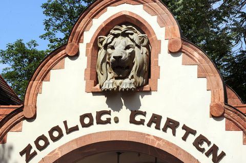 Im Zoo Leipzig sind alle Krauskopfpelikane getötet worden. (Symbolbild) Foto: Waltraud Grubitzsch/dpa