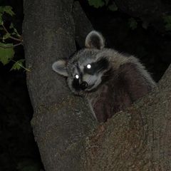 Ein Waschbär bei Nacht