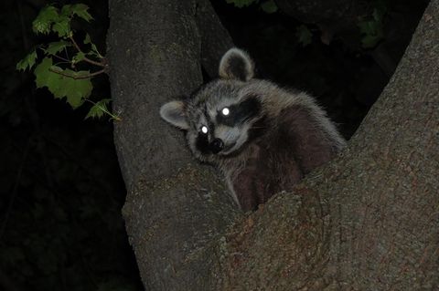 Ein Waschbär bei Nacht