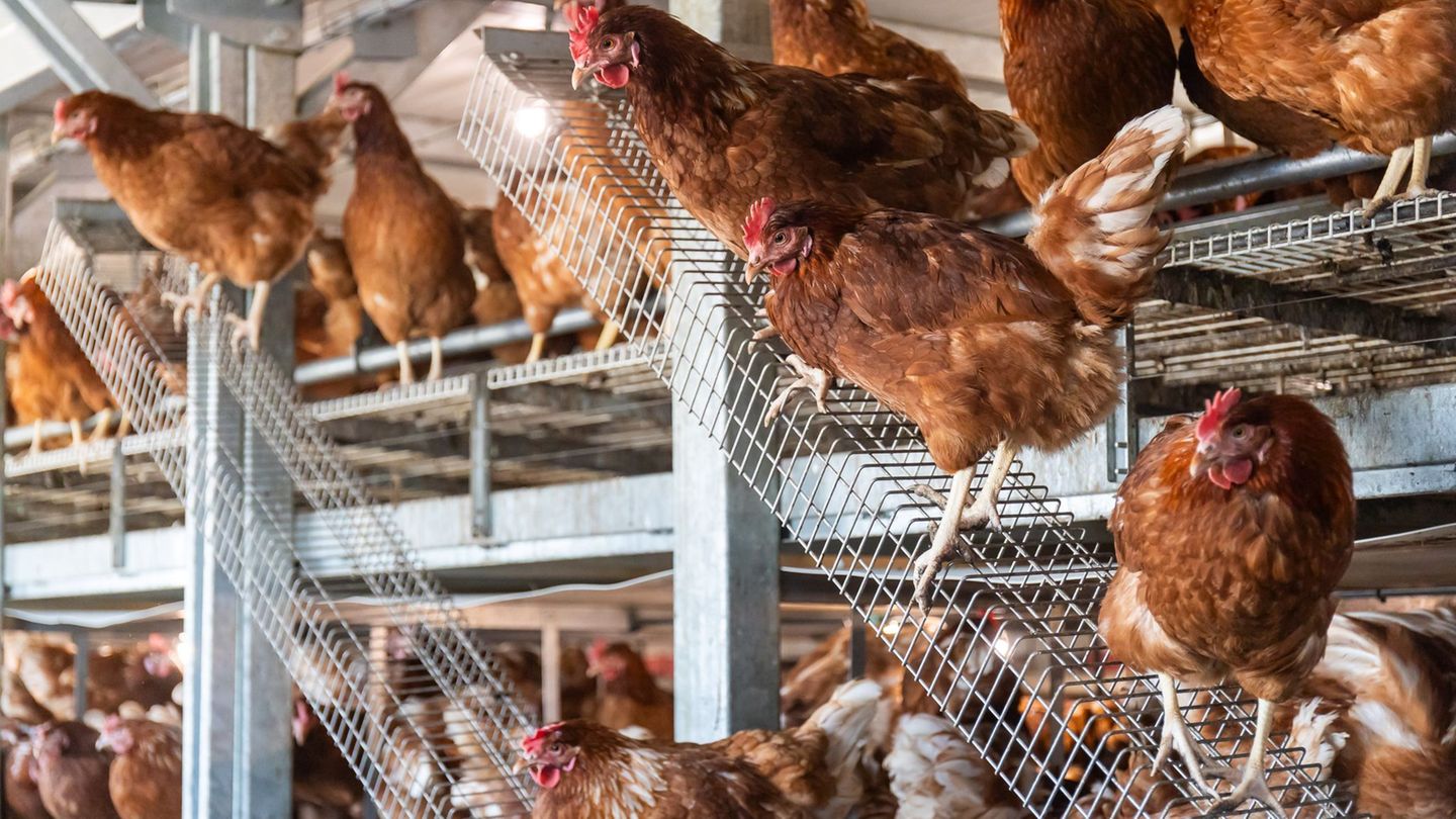 Seit Oktober wurden auch in Hessen Vogelgrippe-Fälle der aktuellen Ausbruchswelle nachgewiesen. (Archivbild) Foto: Christian Lad