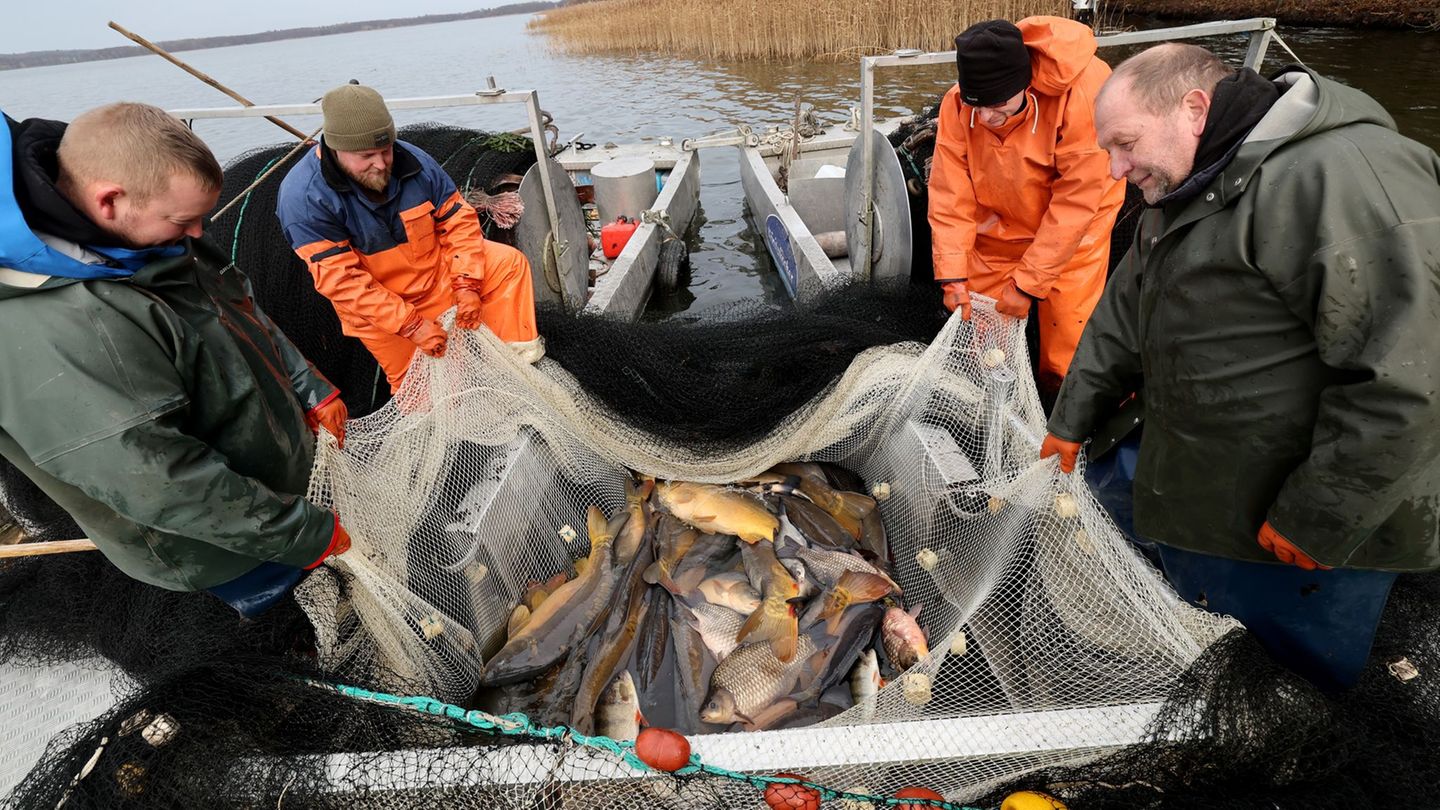 CC Foto: Bernd Wüstneck/dpa