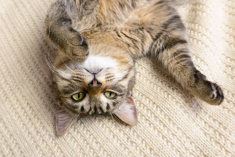 Eine Katze zeigt ihre Pfoten