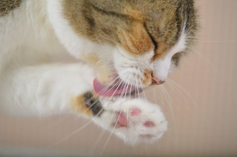 Eine Katze putzt sich die Pfote
