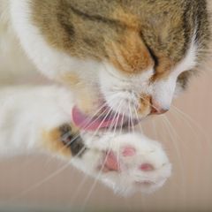 Eine Katze putzt sich die Pfote