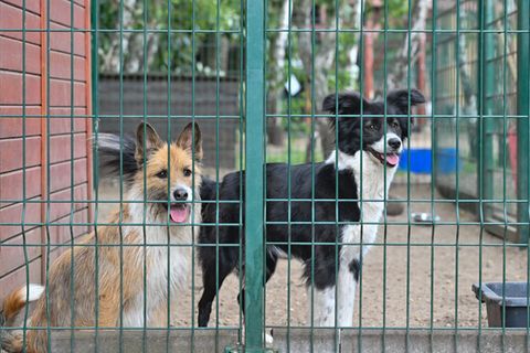 Keine Tiere verschenken - das rät Brandenburgs Landestierschutzbeauftragte Anne Zinke. (Symbolfoto) Foto: Patrick Pleul/dpa