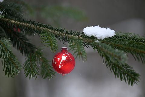 Nadelgrün als symbolträchtige Dekoration für die eigenen vier Wände ist für viele zu Weihnachten nicht wegzudenken. (Symbolfoto)