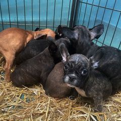 Im Advent boomt der illegale Welpenhandel laut dem bayerischen Landesverband des Deutschen Tierschutzbunds. (Archivbild) Foto: P