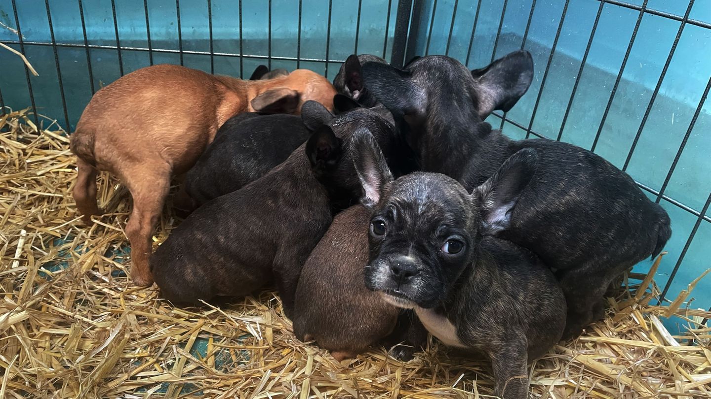 Im Advent boomt der illegale Welpenhandel laut dem bayerischen Landesverband des Deutschen Tierschutzbunds. (Archivbild) Foto: P