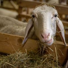 Die Schafhalter in Bayern sind auf staatliche Unterstützung angewiesen. (Archivbild) Foto: Peter Kneffel/dpa