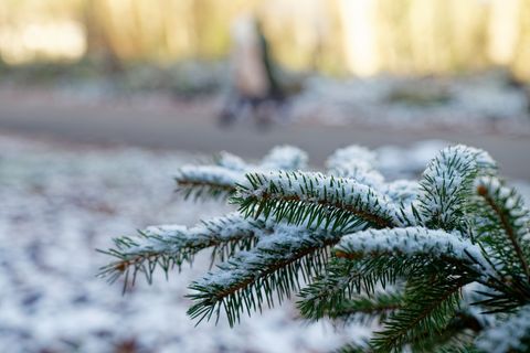 Die Chancen auf weiße Weihnachten sind in der vergangenen Zeit zunehmend gesunken. (Archivbild) Foto: Uwe Anspach/dpa