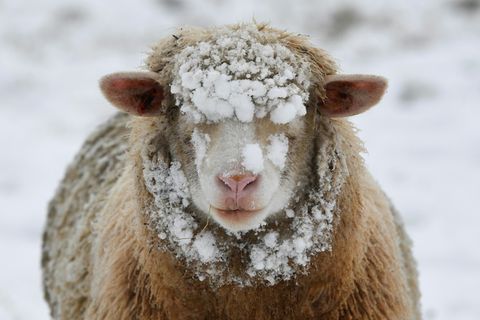 Schaf, hier auf einer Weide in Reutlingen