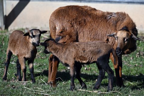 In Erfurt hat ein Mann laut Polizei Kamerunschafe gestohlen. (Symbolbild) Foto: Federico Gambarini/dpa