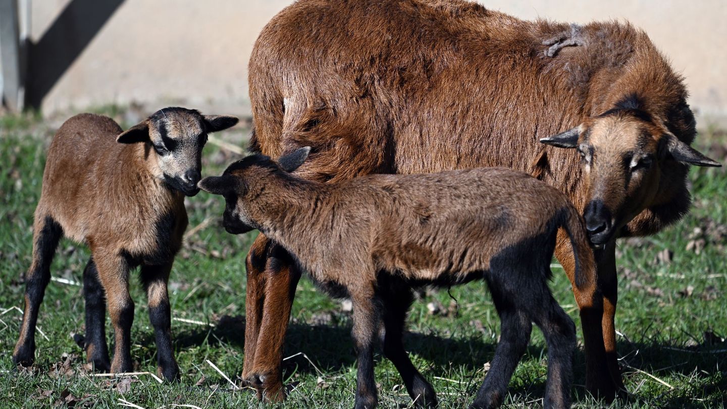 In Erfurt hat ein Mann laut Polizei Kamerunschafe gestohlen. (Symbolbild) Foto: Federico Gambarini/dpa