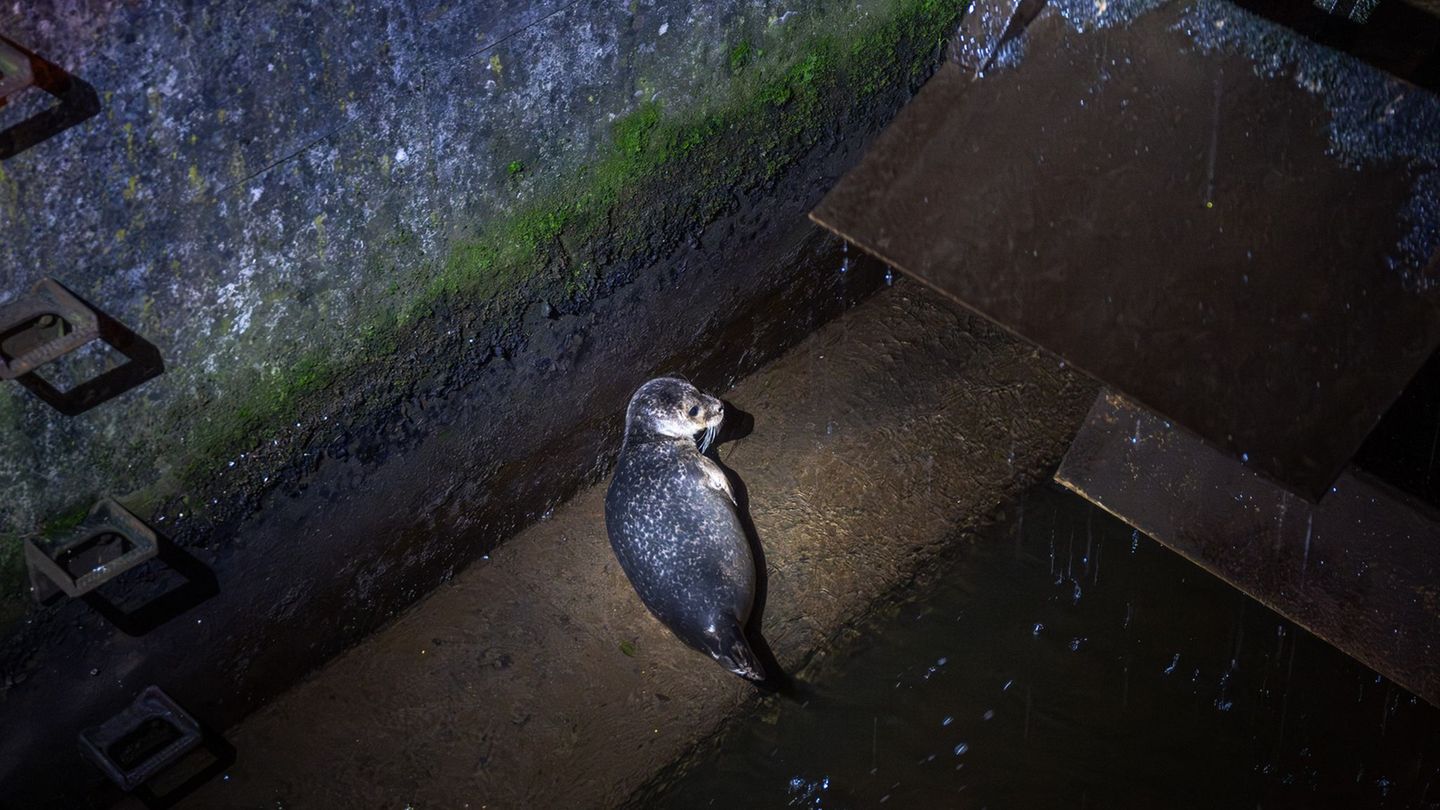 Der Seehund hatte sich auf eine Art Vorsteg am Wasserrad gelegt. Foto: Benjamin Nolte/dpa