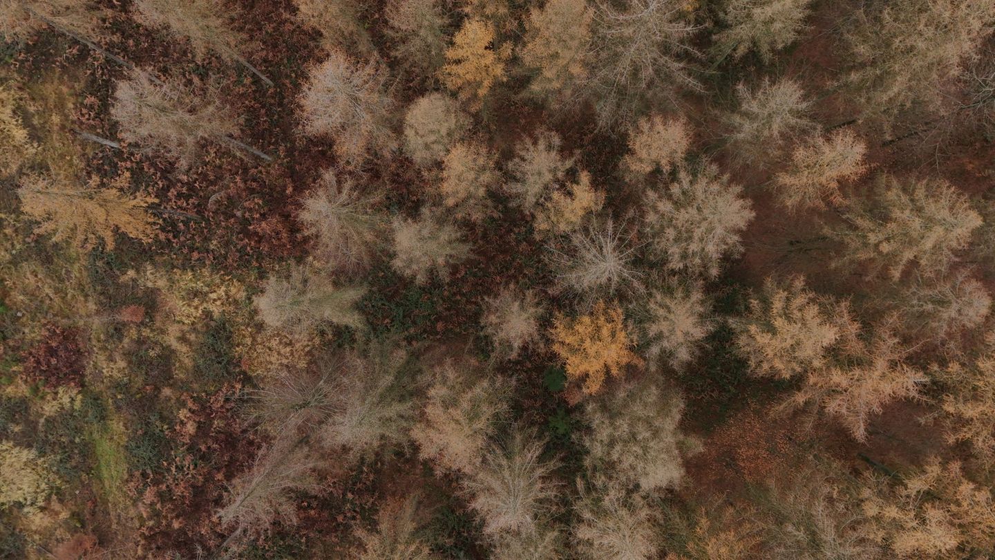 Der Zustand des Waldes wird seit mehr als 40 Jahren untersucht. Foto: Sascha Ditscher/dpa