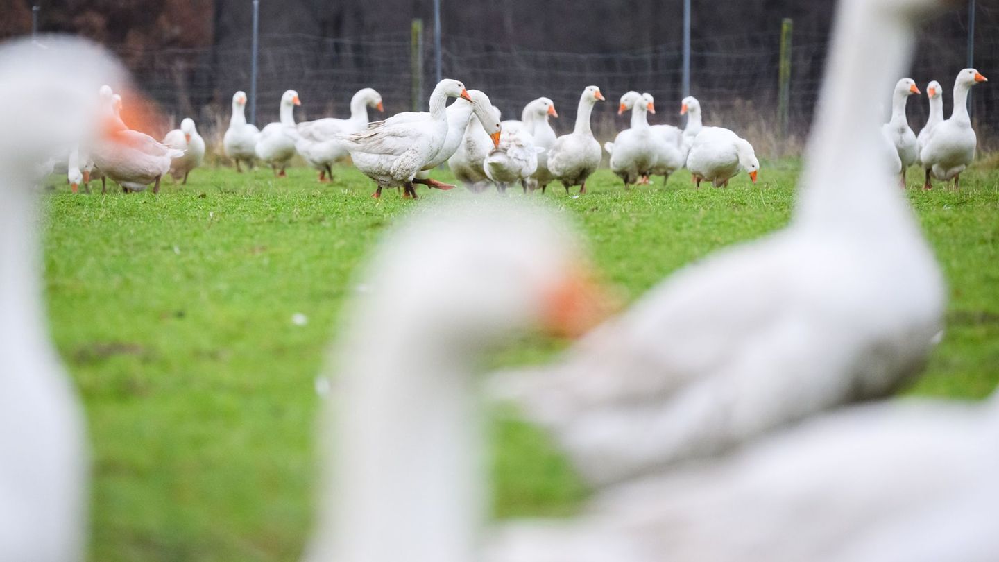 Die Auswirkungen der Vogelgrippe trübt die Stimmung der Gänsehalter vor Weihnachten ein. (Archivbild) Foto: Julian Stratenschult