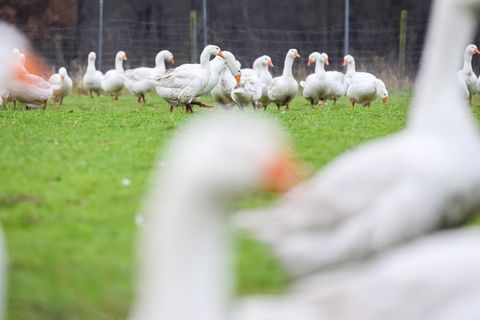 Die Auswirkungen der Vogelgrippe trübt die Stimmung der Gänsehalter vor Weihnachten ein. (Archivbild) Foto: Julian Stratenschult