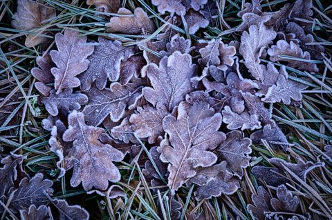 In der Nacht zum Dienstag kann es laut Deutschem Wetterdienst (DWD) gebietsweise zu leichtem Frost bis minus zwei Grad kommen. (