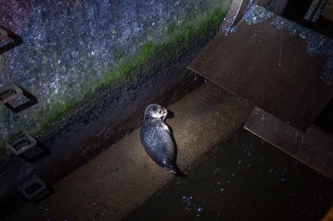 Die kleine Robbe wird nun wieder aufgepäppelt. Foto: Benjamin Nolte/dpa