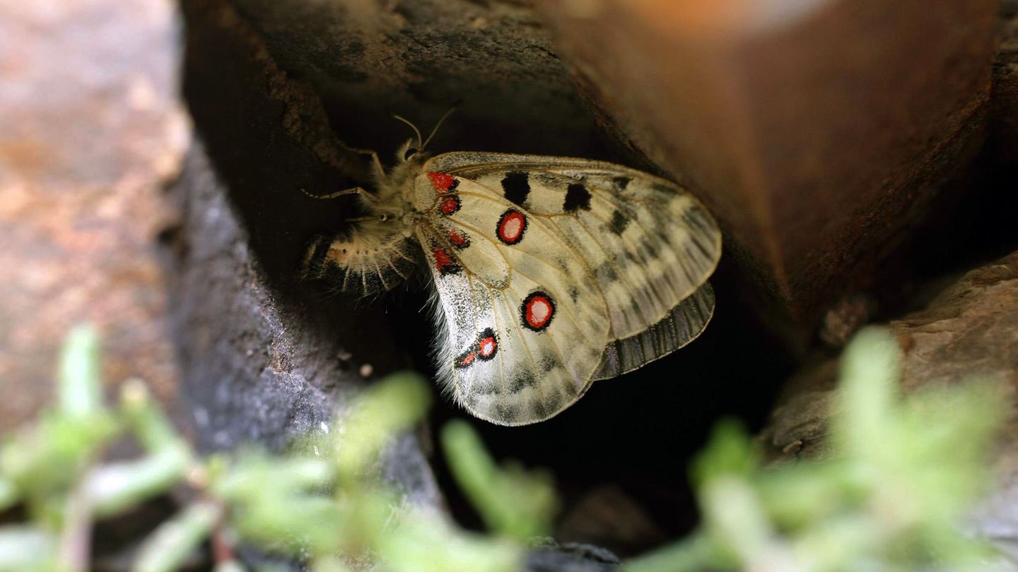 Sprühflüge seien maßgeblich für den Rückgang des streng geschützten Mosel-Apollofalters sowie weiterer Insektenarten verantwortl