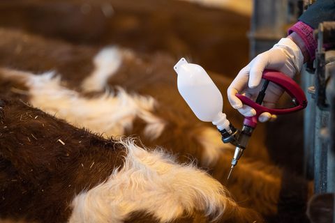 Erstmals seit 2009 ist die Blauzungenkrankheit vom Serotyp 8 (BTV-8) in Sachsen wieder aufgetreten. (Symbolbild) Foto: Fabian So