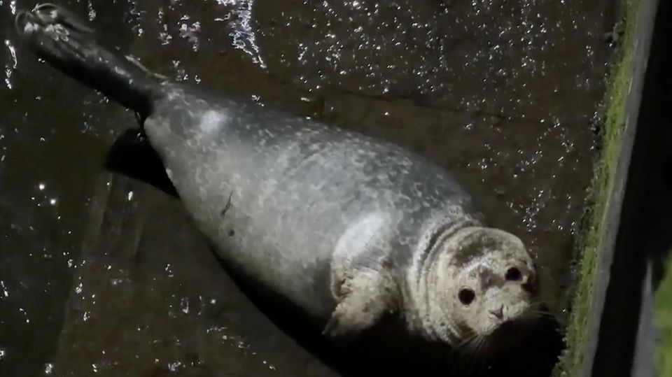 Seehund-Baby in unterirdischem Kanal in Flensburger Innenstadt