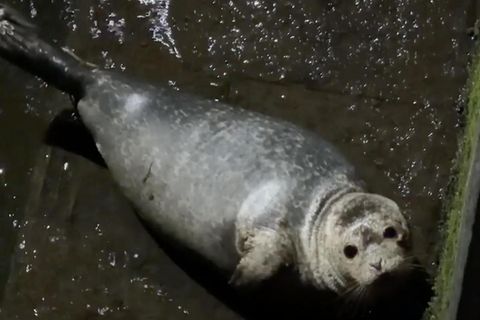 Seehund-Baby in unterirdischem Kanal in Flensburger Innenstadt