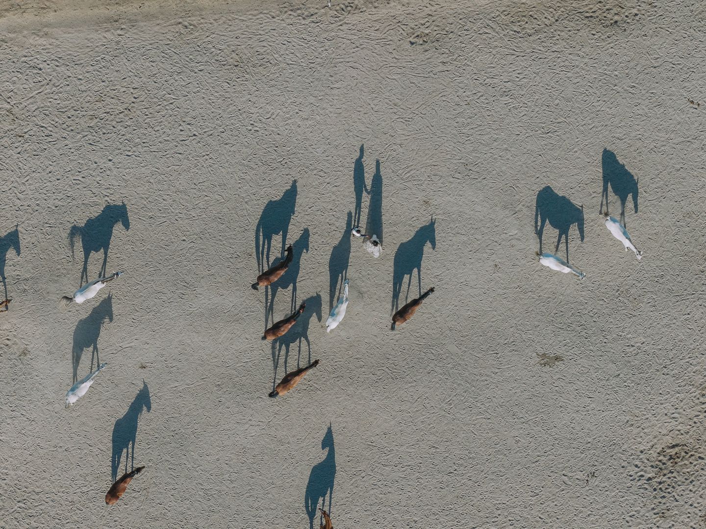 Pferde und zwei heiratende Menschen am Strand von oben und deren Schatten