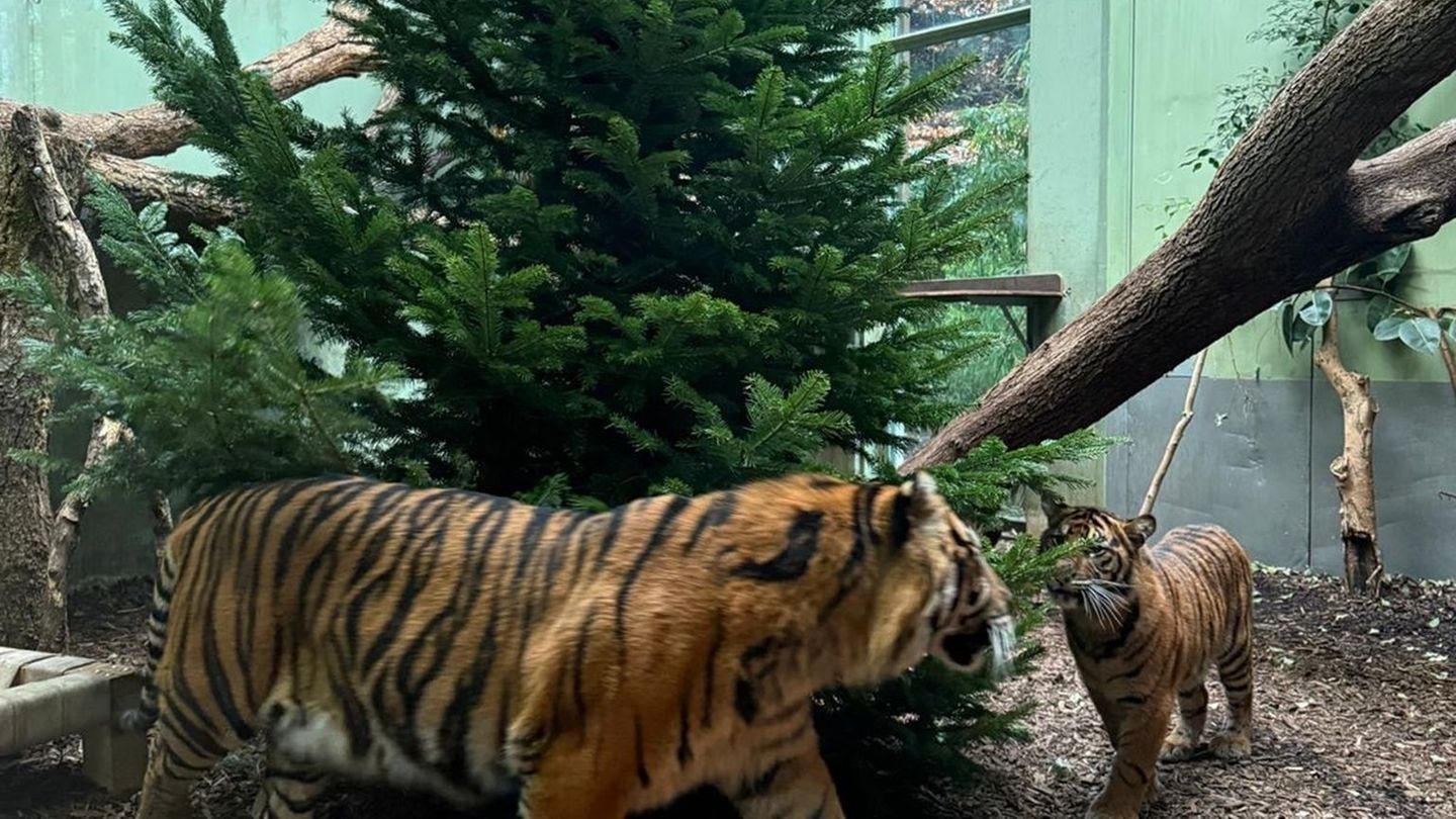 Frühe Bescherung für die Tiger. Die Tiere genießen nach Angaben eines Pflegers die Konsistenz und den Geruch - Bäume stehen nich