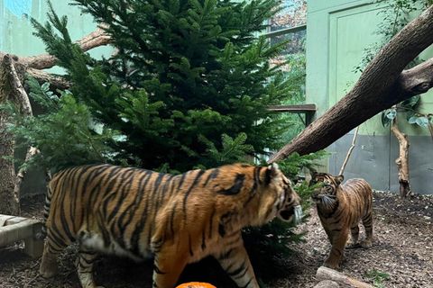 Frühe Bescherung für die Tiger. Die Tiere genießen nach Angaben eines Pflegers die Konsistenz und den Geruch - Bäume stehen nich