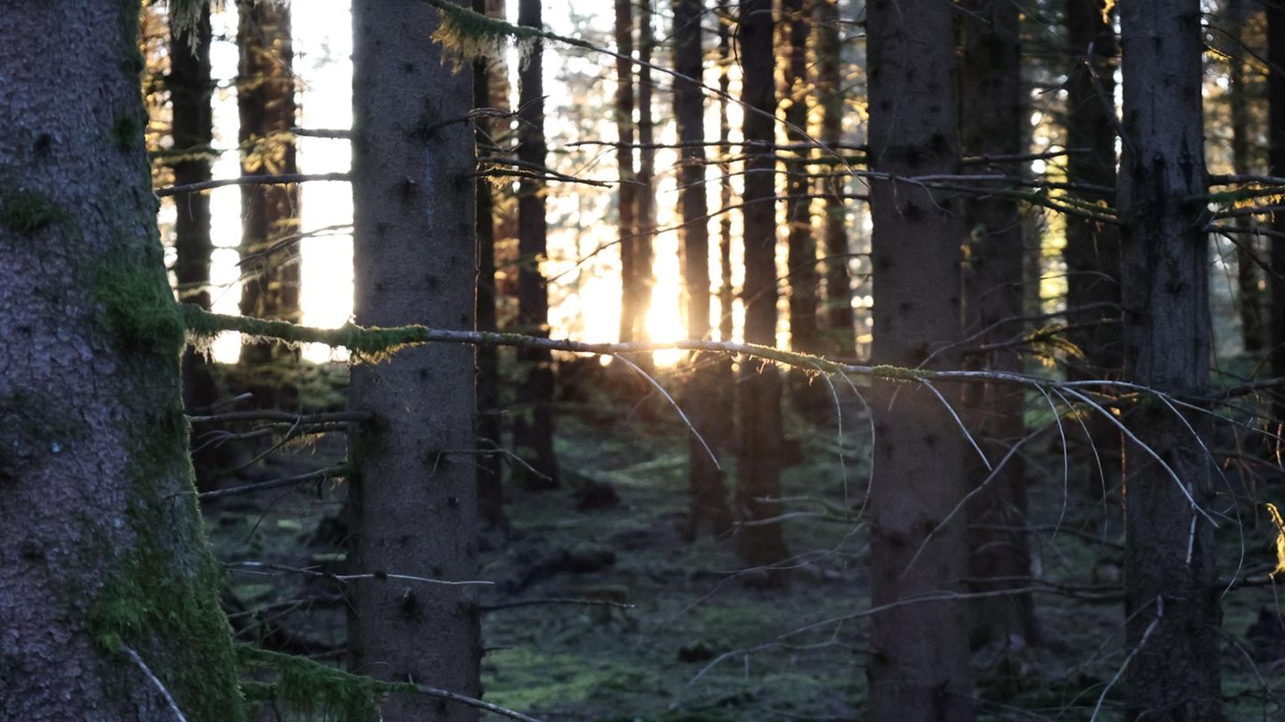 Trotz AfD: Licht hinter Bäumen.