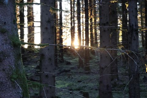 Trotz AfD: Licht hinter Bäumen.