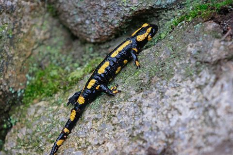In Mitteleuropa sind Feuersalamander von einem tödlichen Hautpilz bedroht. (Archivbild) Foto: Matthias Bein/dpa