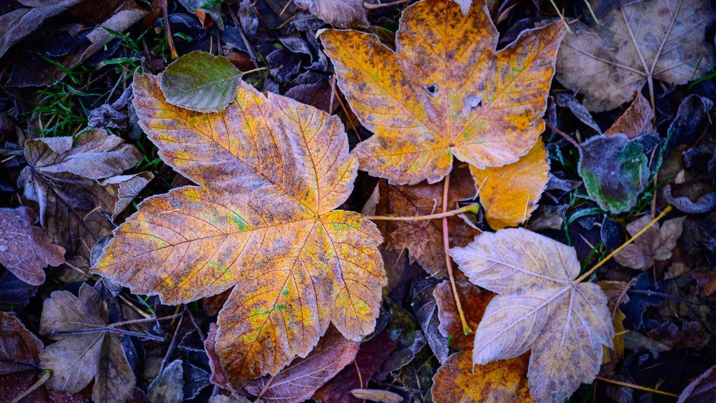 In Berlin und Brandenburg wird nachts Frost erwartet. (Symbolbild) Foto: Patrick Pleul/dpa
