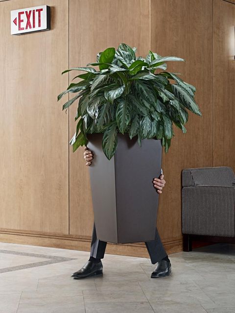 Ein Mitarbeiter schleicht sich hinter einer Palme aus dem Büro