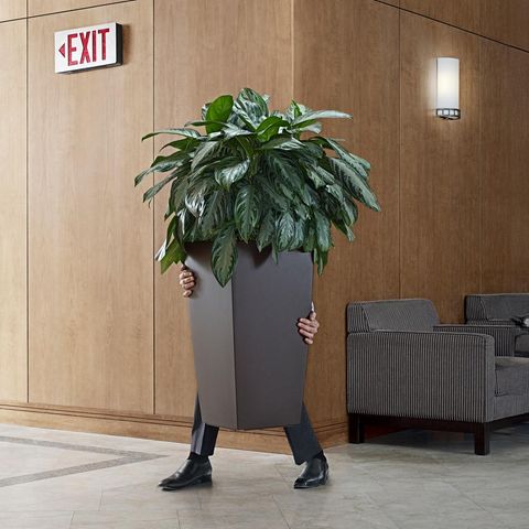 Ein Mitarbeiter schleicht sich hinter einer Palme aus dem Büro